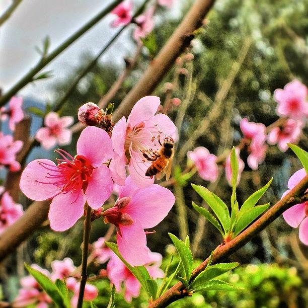 Spring Photograph - #flor De #durazno En El #jardín, Con by José Manosalva