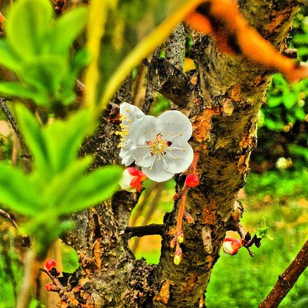 Spring Photograph - #flor De #durazno En El #jardín by José Manosalva