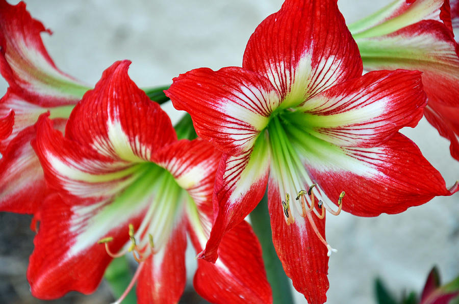 Flor de Fuego Photograph by Anna Quillon - Fine Art America