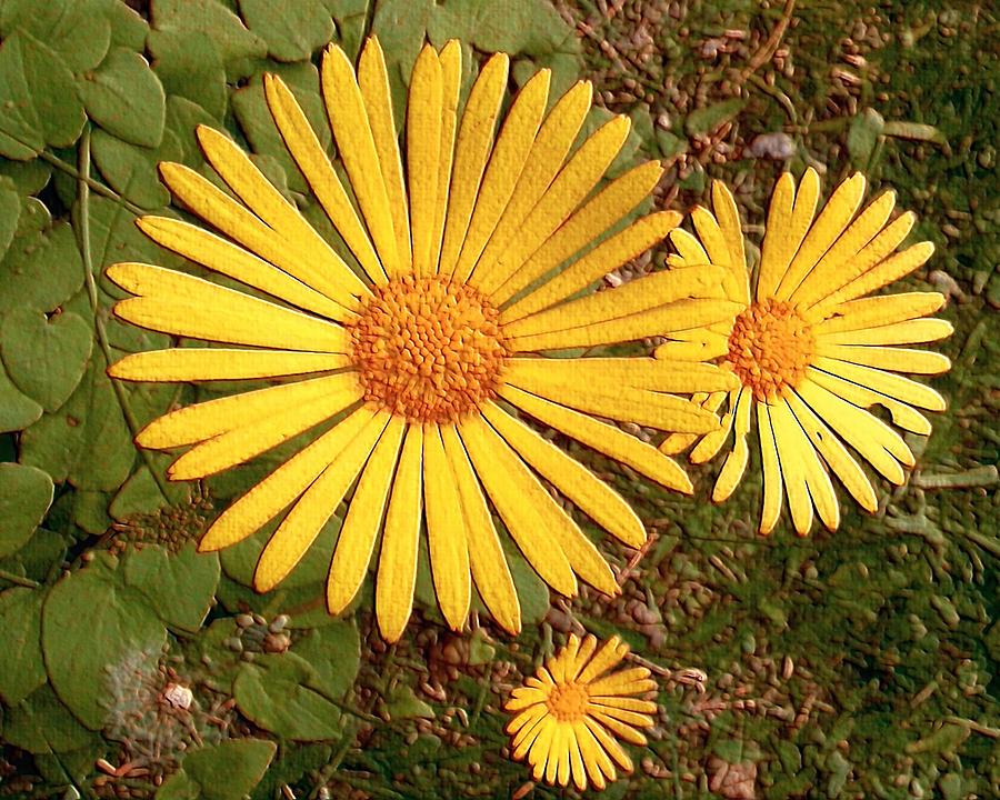FLORA - A trio of daisies Photograph by William OBrien