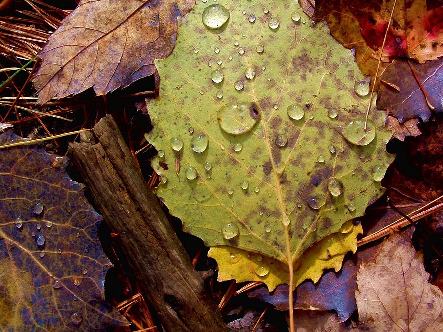 FLORA Autumn leaves on the forest floor Photograph by William OBrien