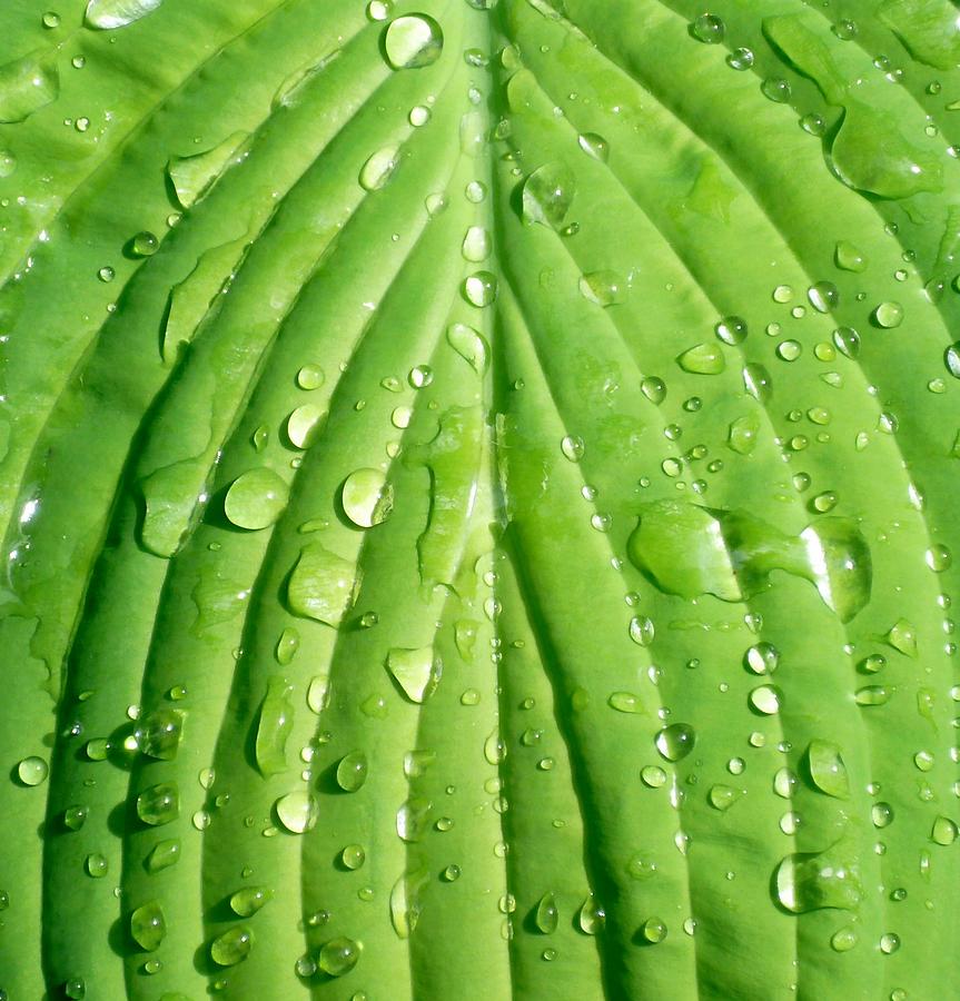 FLORA beads of water rolling of a Hosta leaf Photograph by William OBrien