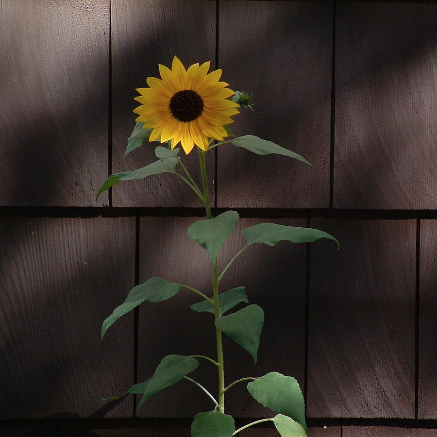 FLORA Sunflower on Shingles Photograph by William OBrien