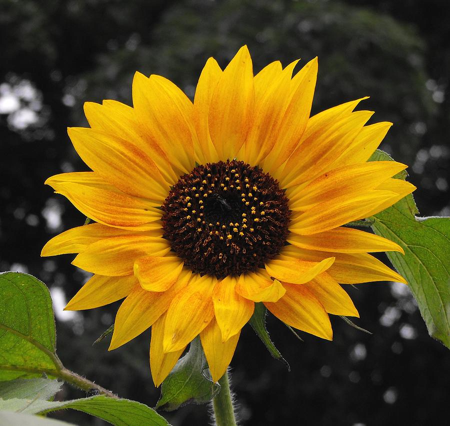 FLORA Sunflower Photograph by William OBrien