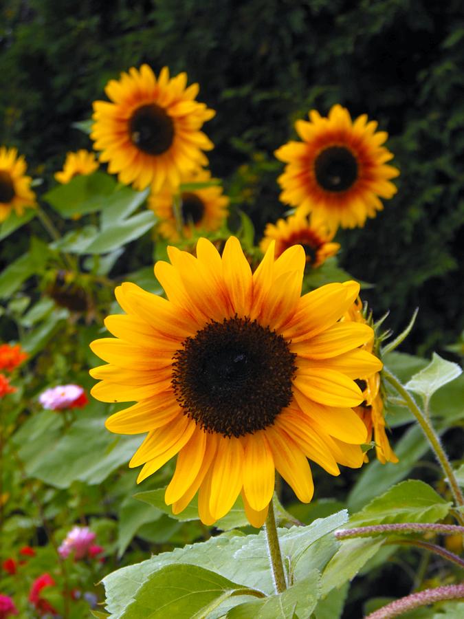 FLORA Sunflowers turning heads Photograph by William OBrien