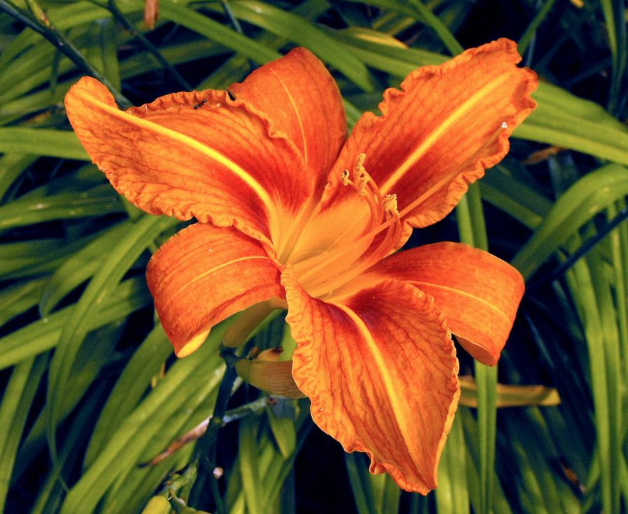 FLORA Tiger Lily Photograph by William OBrien