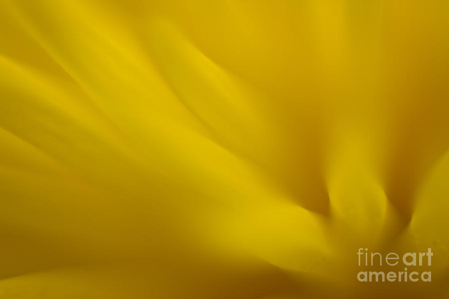 Floral Abstract 1 Photograph by Idaho Scenic Images Linda Lantzy