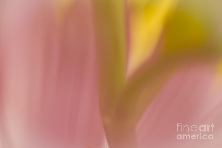 Floral Abstract 2 Photograph by Idaho Scenic Images Linda Lantzy