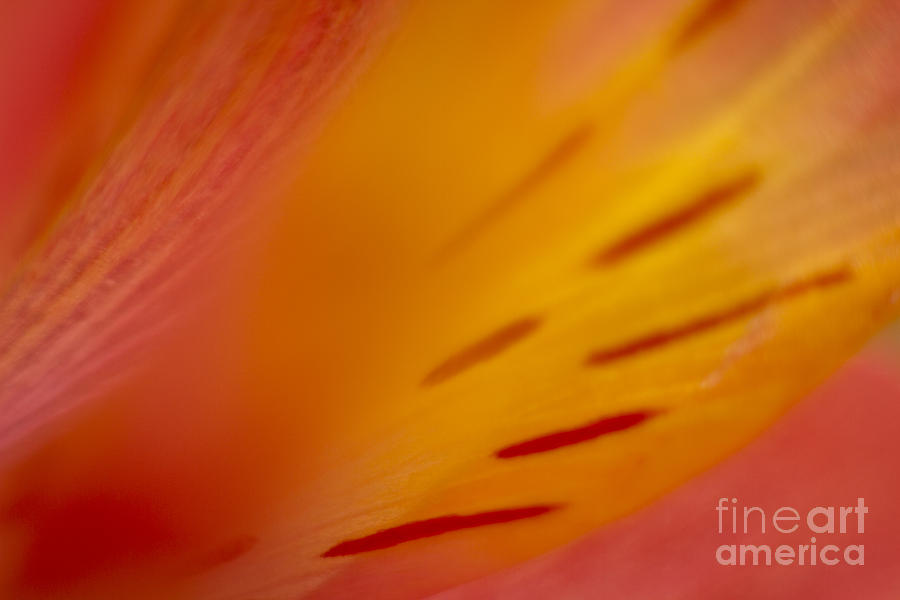 Floral Abstract 3 Photograph by Idaho Scenic Images Linda Lantzy