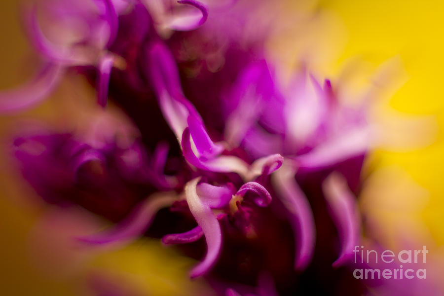Floral Abstract 4 Photograph by Idaho Scenic Images Linda Lantzy