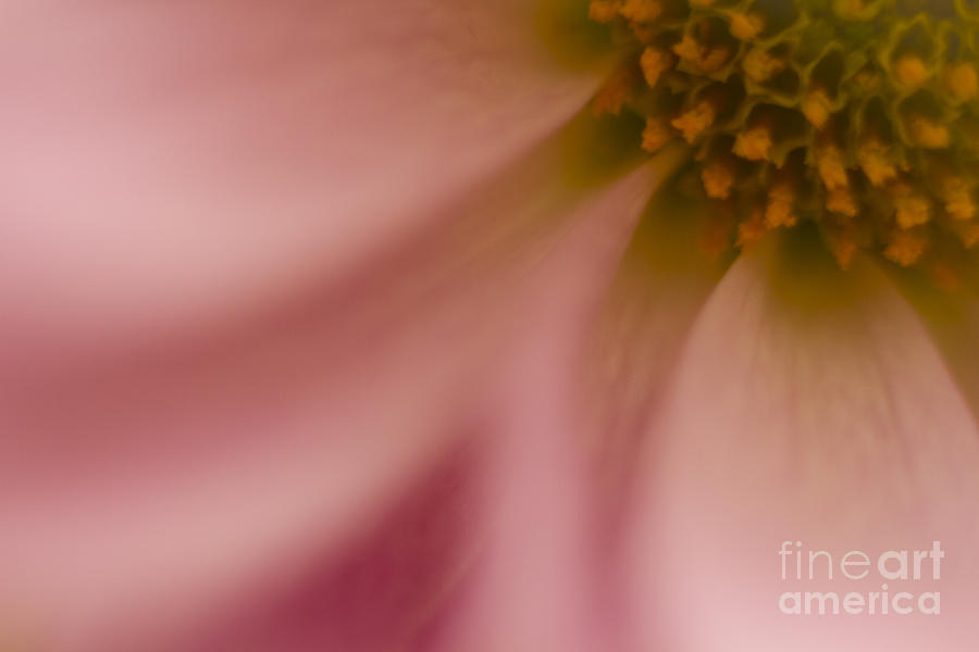 Floral Abstract 6 Photograph by Idaho Scenic Images Linda Lantzy
