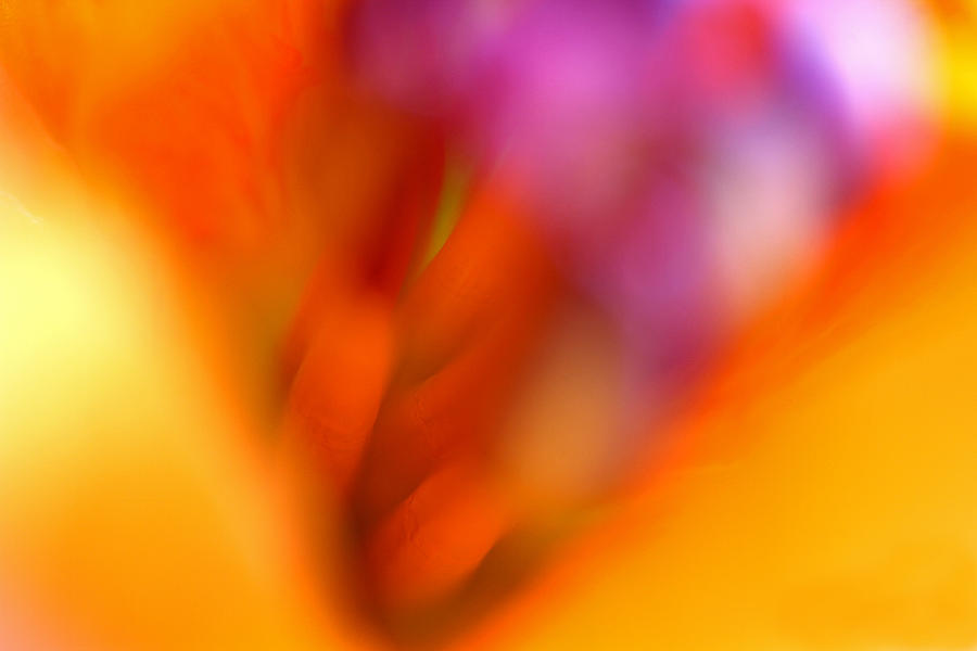Abstract Photograph - Floral Abstraction by Juergen Roth
