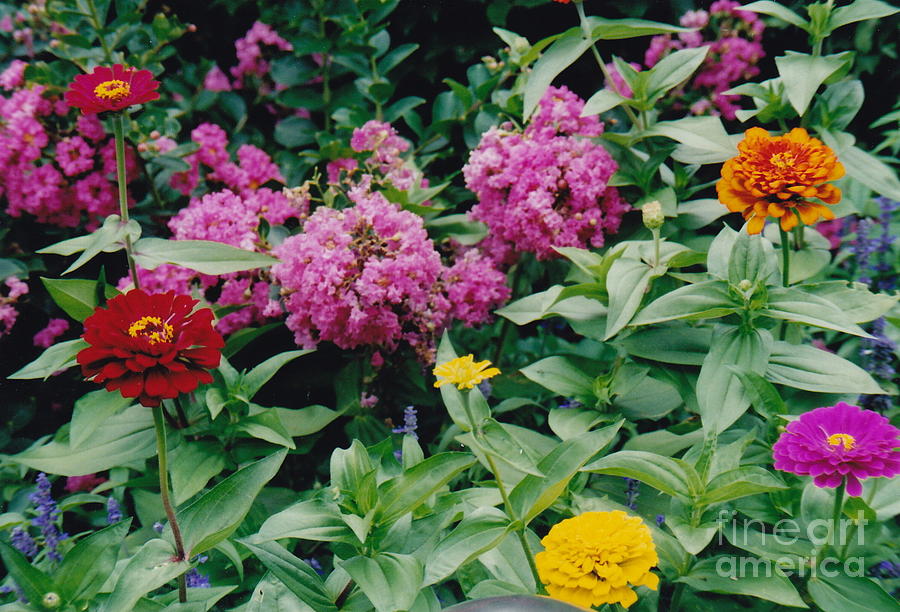 Floral Brightness Photograph by Barbara Plattenburg
