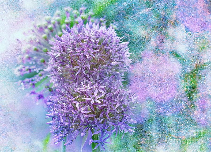 Floral Burst Photograph by Elaine Manley