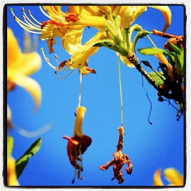 Summer Photograph - Floral Carnival Swings #macro_gardener by Chris Barber