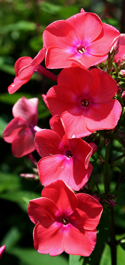 Floral Cascade Photograph by Karen Harrison Brown