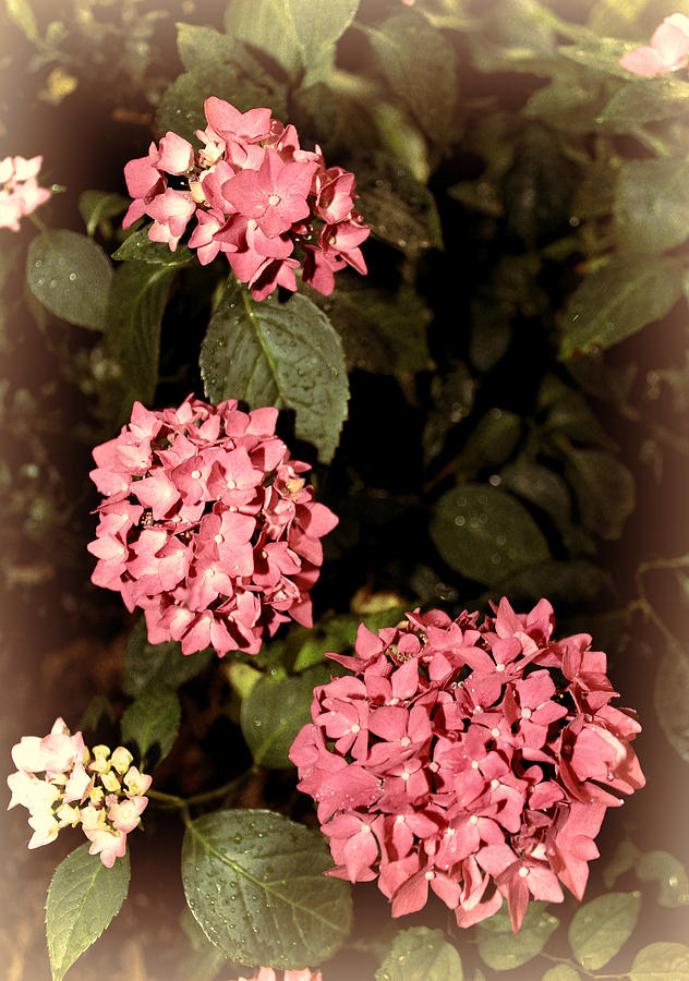 Floral Clusters Photograph by Bonnie Willis