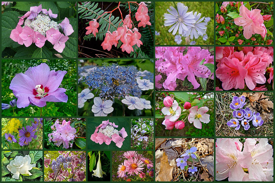 Floral Collage 2 Photograph by Carol Senske