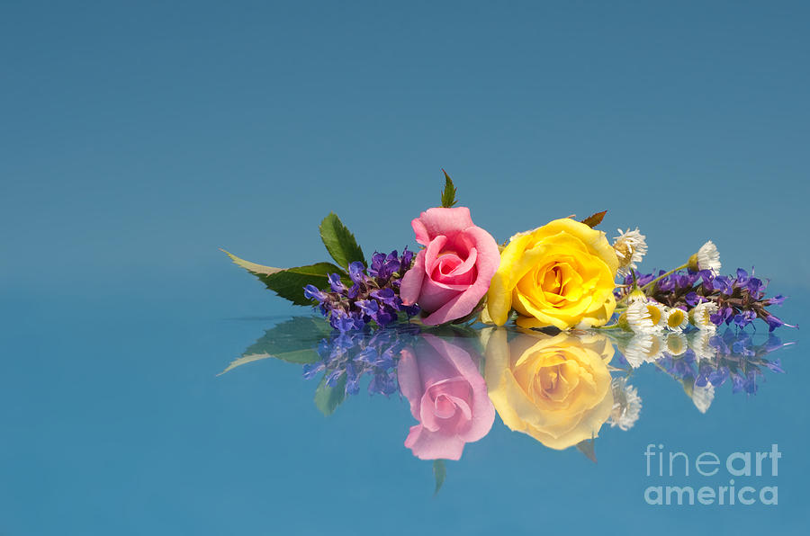Floral Colors Photograph by Sari ONeal