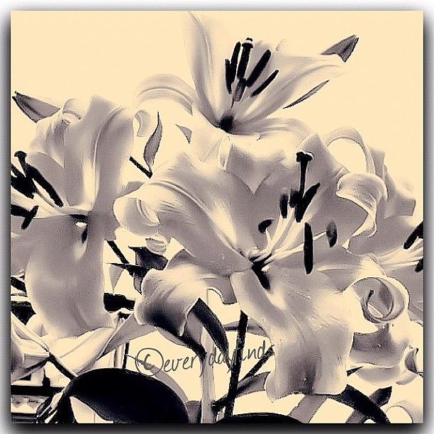 Stunning Photograph - Floral Elegance In Cream by Deb - Jim Photograhy