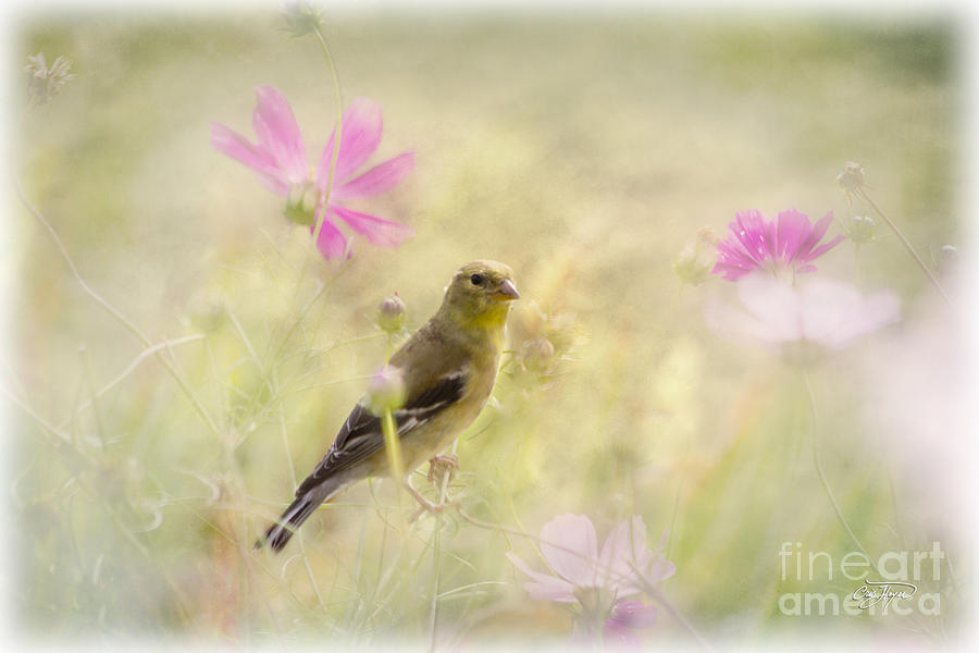 Nature Photograph - Floral Finch by Cris Hayes