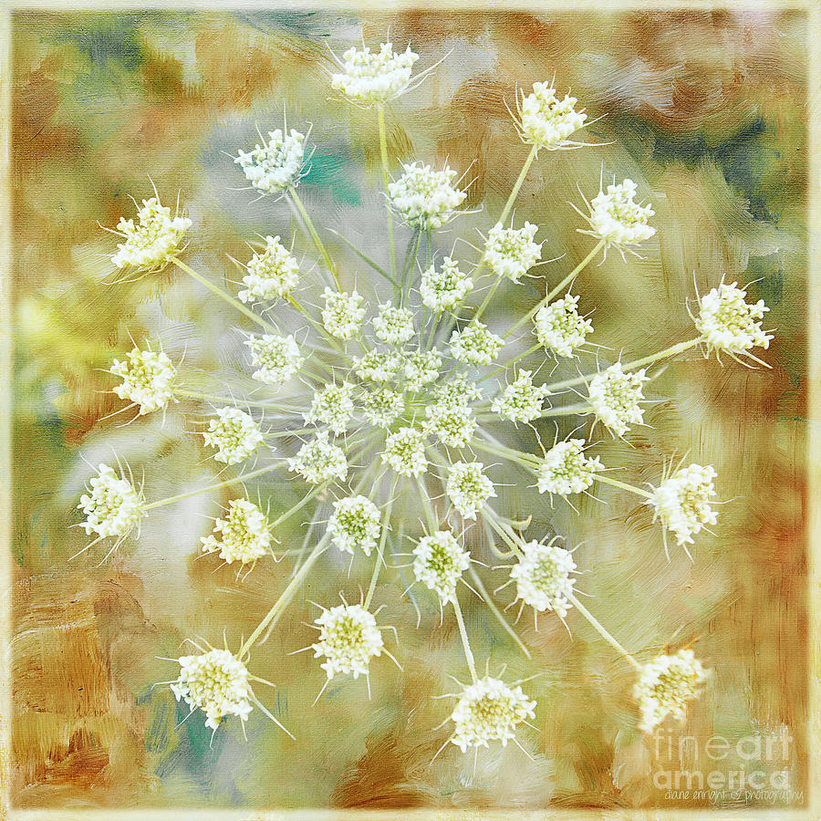 Floral Fireworks Photograph by Diane Enright