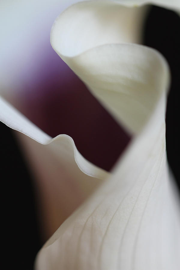 Floral Forms of a Calla Lily Photograph by Juergen Roth