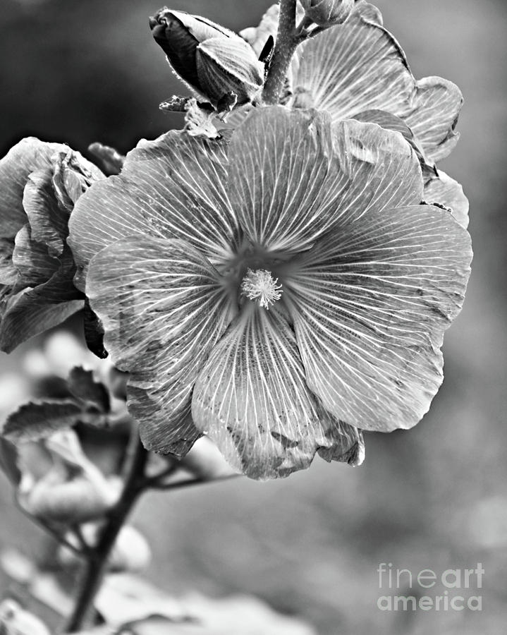 Floral in BW Photograph by Gayle Johnson - Fine Art America