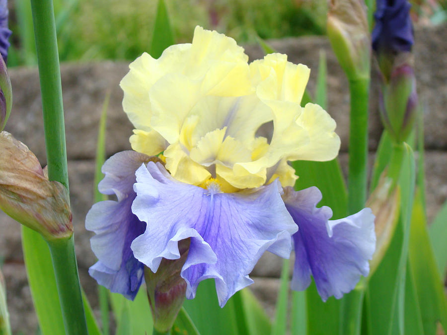 Flower Photograph - Floral Iris Flowers Yellow Lavender Irises by Patti Baslee