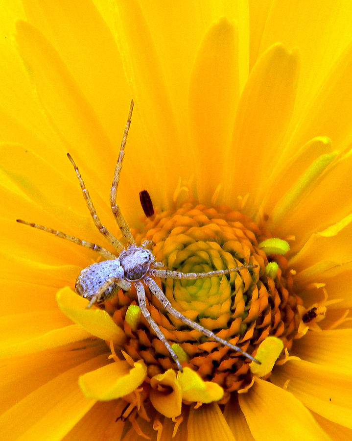 Floral Spider Photograph by Mark J Seefeldt