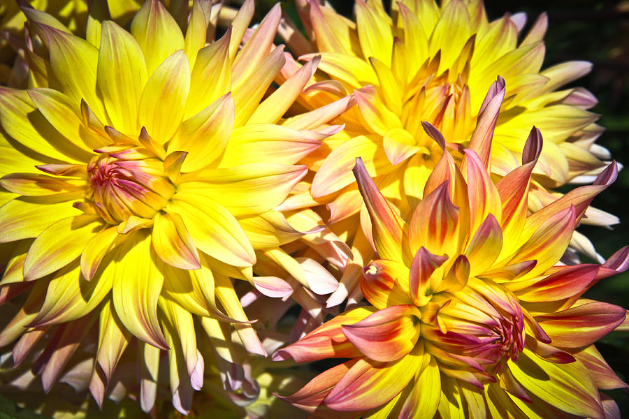Floral  Photograph by Steve McKinzie