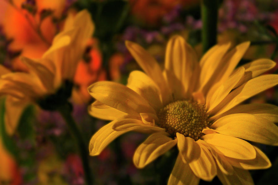 Floral Vibrance Photograph by Scott Hovind