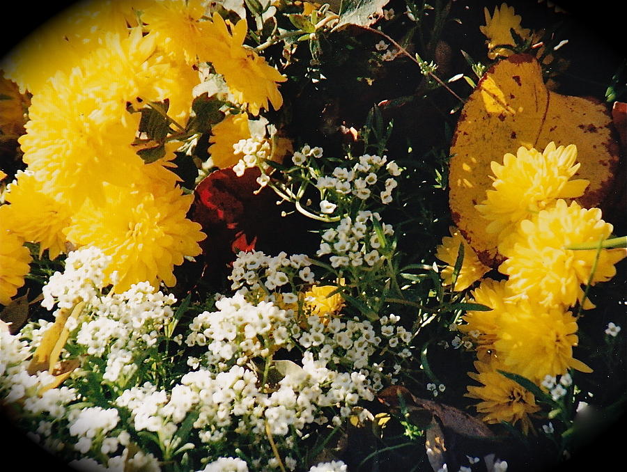 Floral Vignette Photograph by Barbara Plattenburg