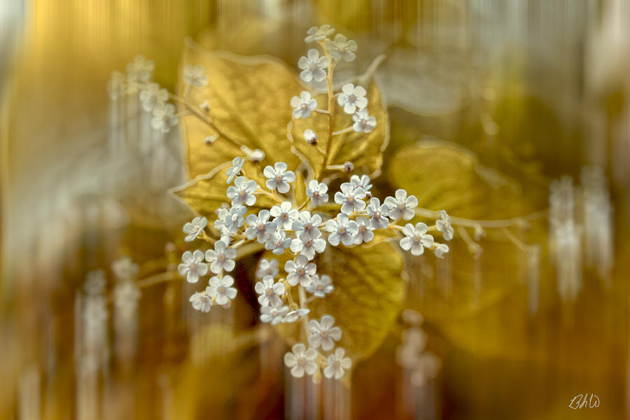 Floral Wonders Photograph by Bonnie Willis