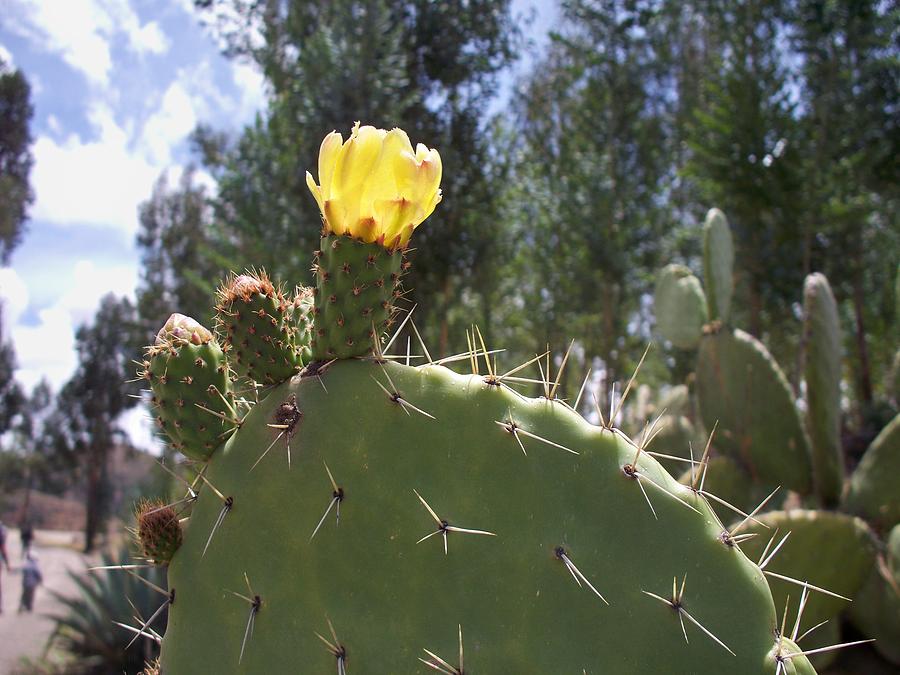 Florcita Photograph By Samuel Copeland - Fine Art America