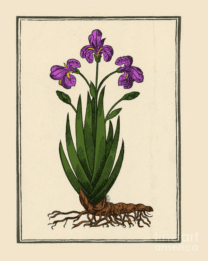 Florentine Iris, Mattiolis Photograph by Science Source