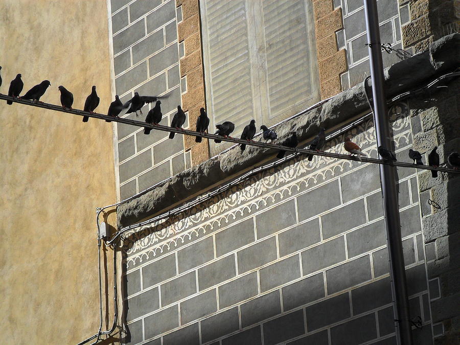 Florentine Pigeons Photograph by Laurel Best