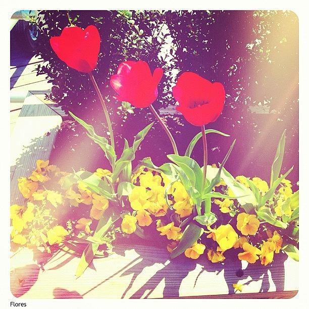 Spring Photograph - Flores 💐💐💐 #flores #tulipanes by Sori Marino