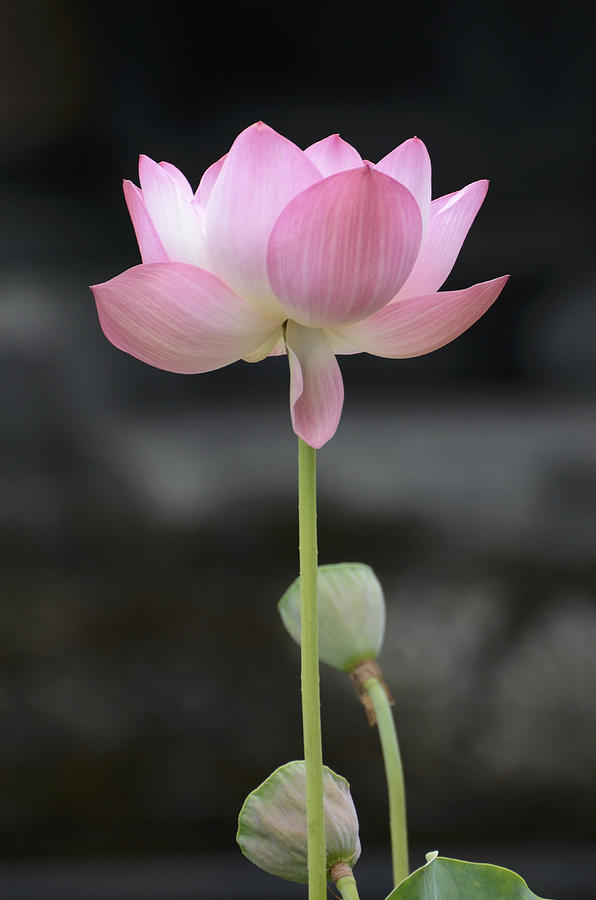 Florescent  Pink White Water Lily Photograph by Tom Wurl