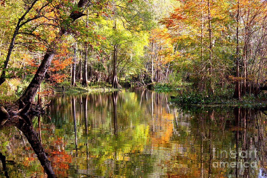 Florida Autumn Secret Photograph by Carol Groenen