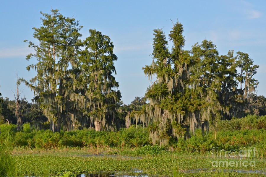 bald cypress tree florida