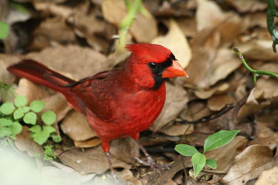 Florida Cardinal Photograph by Larry Parker