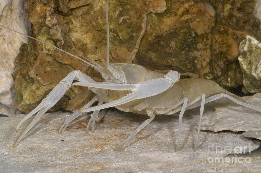 Florida Cave Crayfish Photograph by Dante Fenolio