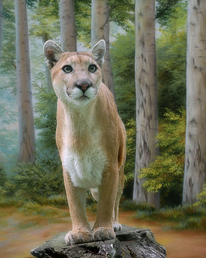 Florida Cougar Photograph by Theresa A Diehl Fine Art America