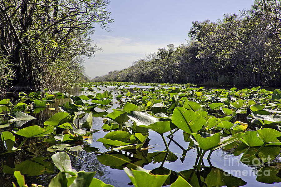 Florida Everglades 3 Photograph by Madeline Ellis
