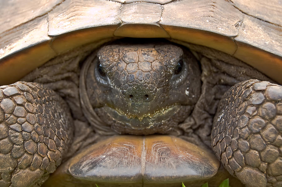 Florida Gopher Tortoise Photograph by Rich Leighton