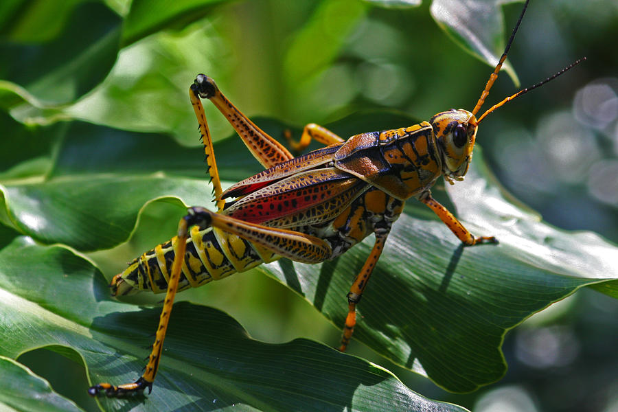 Florida Grasshopper Photograph by Ian Hargraves