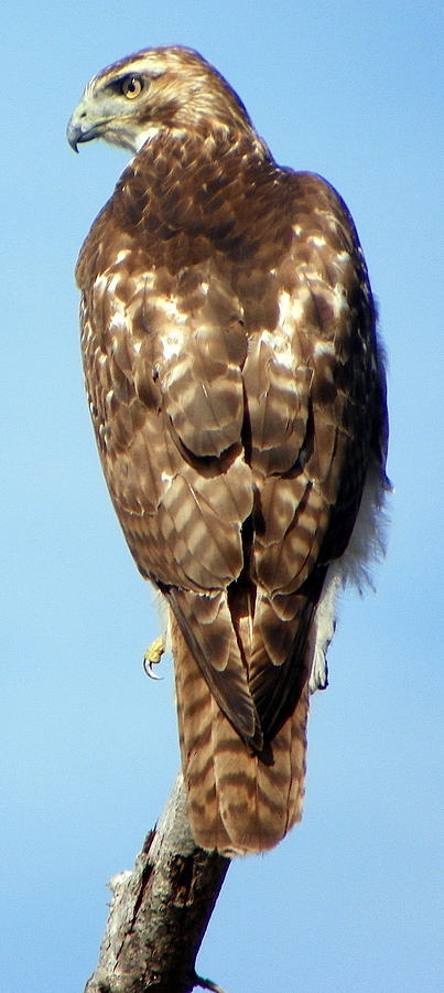 Florida Hawk 2 L Photograph by Sheri McLeroy