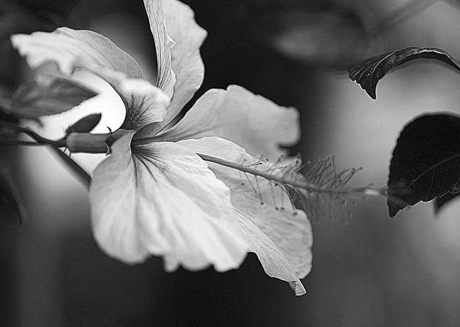 Florida Hibiscus  Photograph by Roger Lapinski