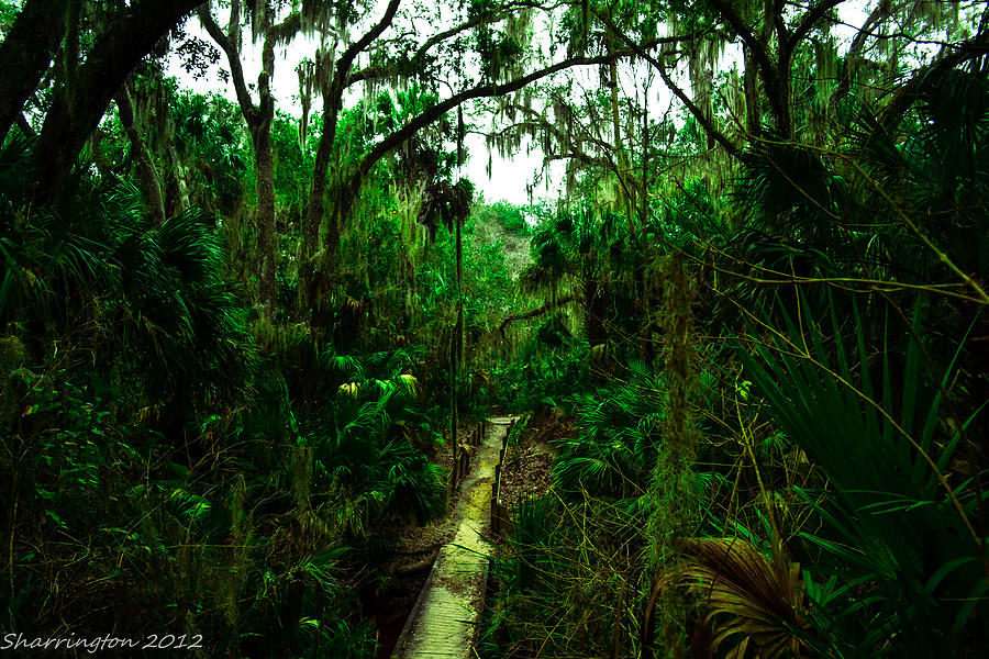 Florida Jungle Photograph by Shannon Harrington